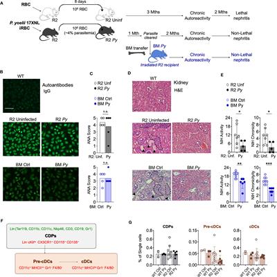 Plasmodium curtails autoimmune nephritis via lasting bone marrow alterations, independent of hemozoin accumulation